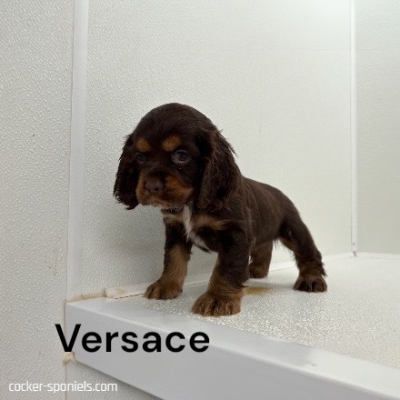 puppy, for, sale, Cocker Spaniel, Joe & Cherri  Overlease, dog, breeder, Miller, MO, dog-breeder, puppy-for-sale, forsale, nearby, find, puppyfind, locator, puppylocator, aca